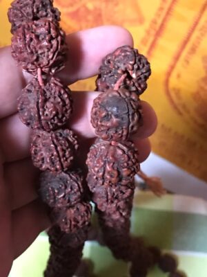 Rudraksha